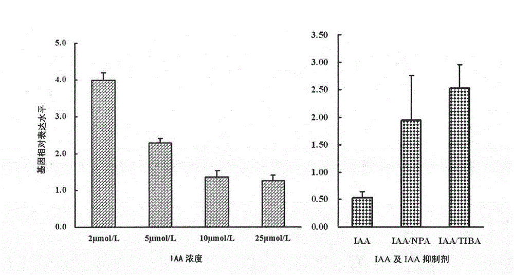 GhASN-like gene, expression vector and its application in raising cotton output