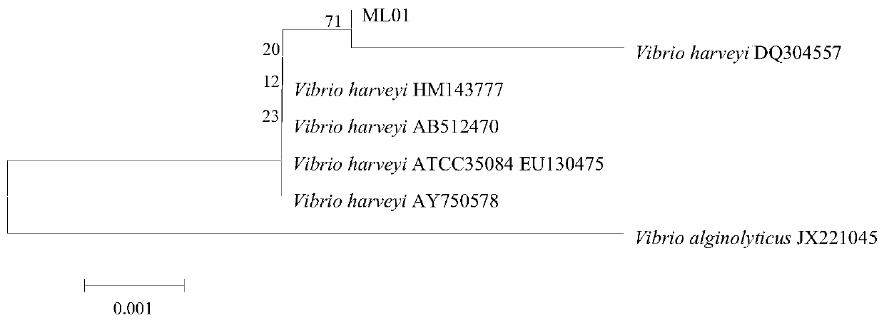 Pathogenic marine vibrio harveyi and application thereof