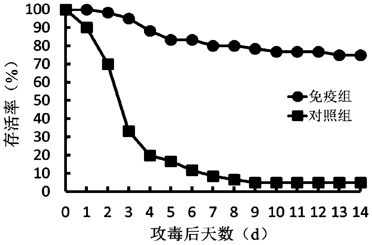 Pathogenic marine vibrio harveyi and application thereof