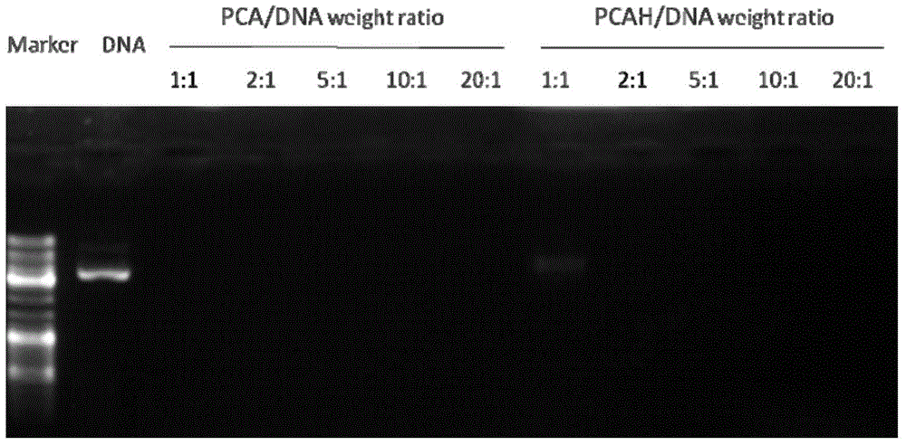 Histone simulated gene vector and preparation method and application thereof