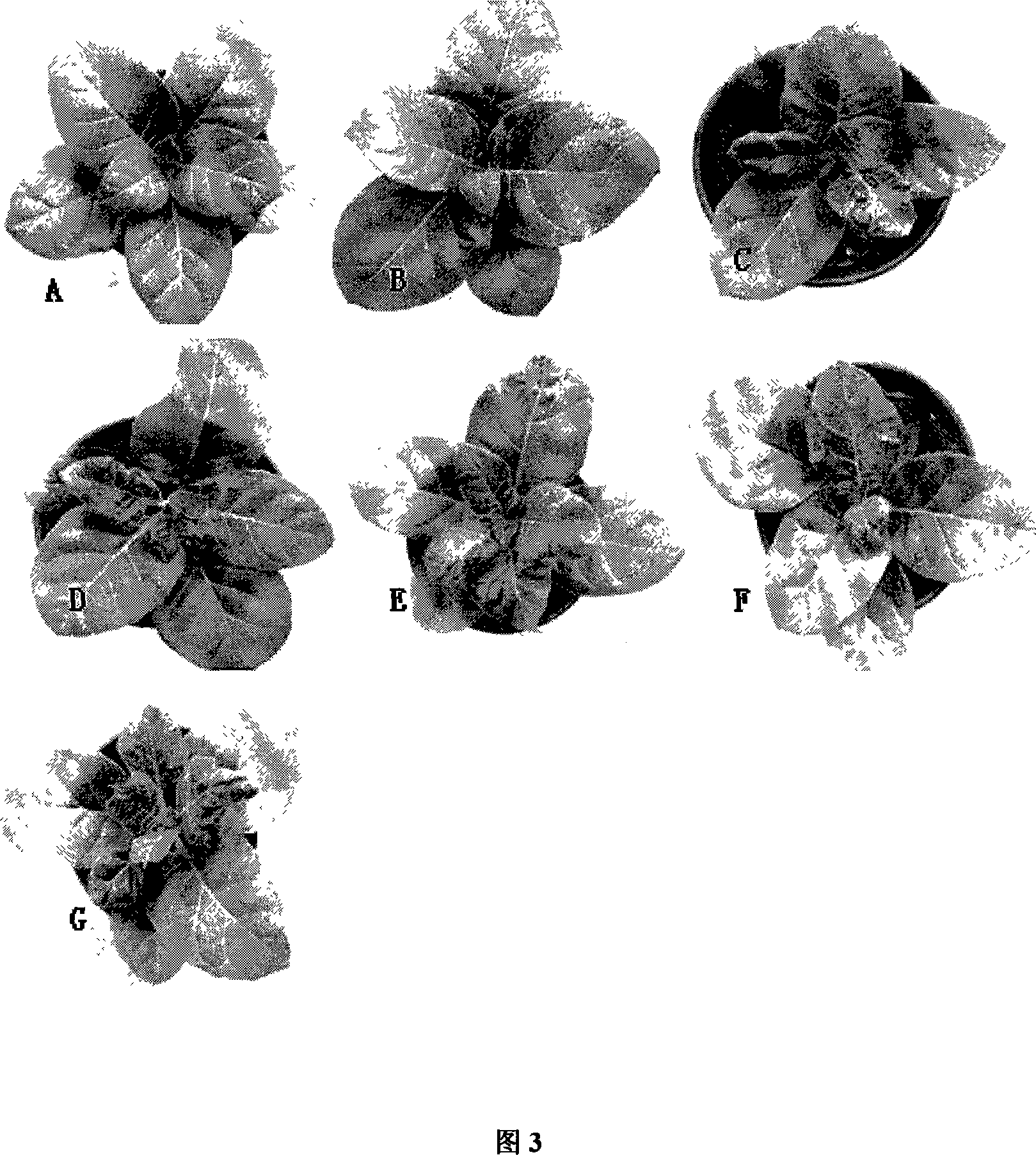 Chemical ablation method for recombinant plant virus