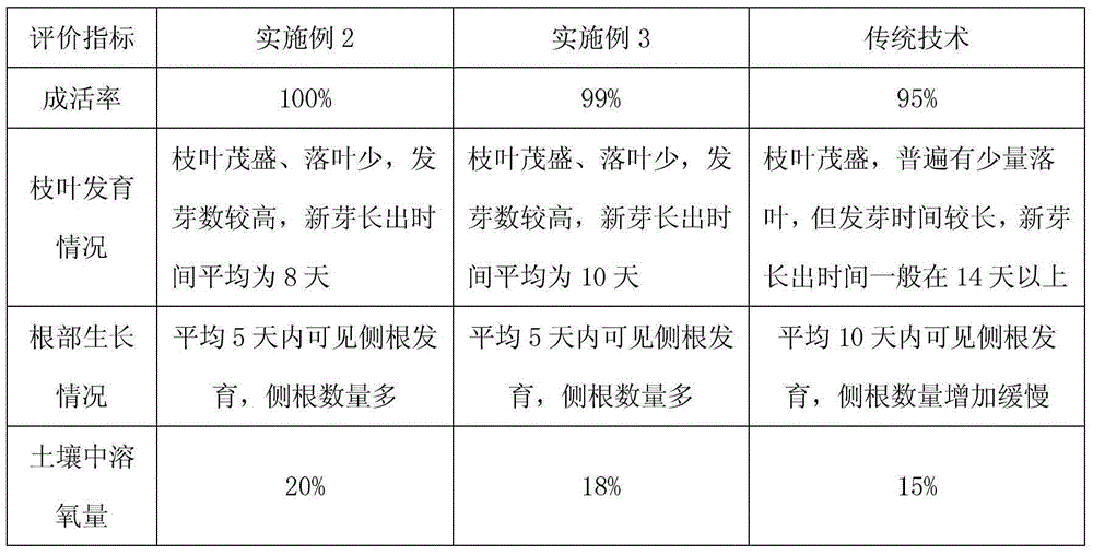 Large sweet osmanthus high survival rate transplanting technology