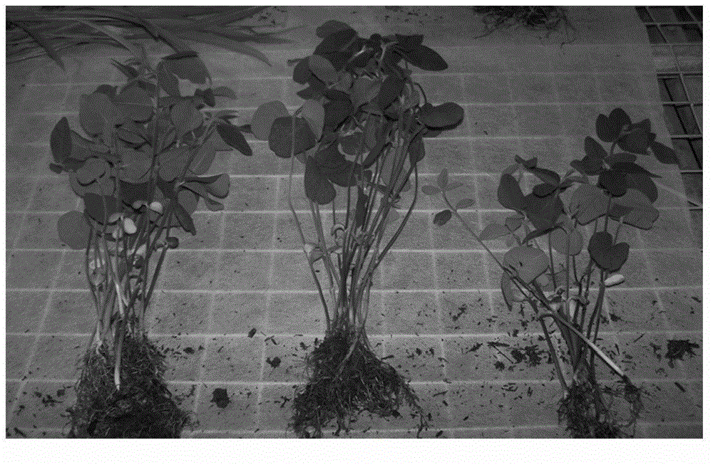 Method for preparing light matrix by using ageratina adenophora