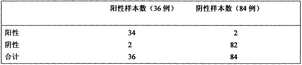 Chlamydia pneumonia antigen, method for preparing antigen, fast detection method and reagent for detecting anti-chlamydia pneumonia antibody by utilizing antigen