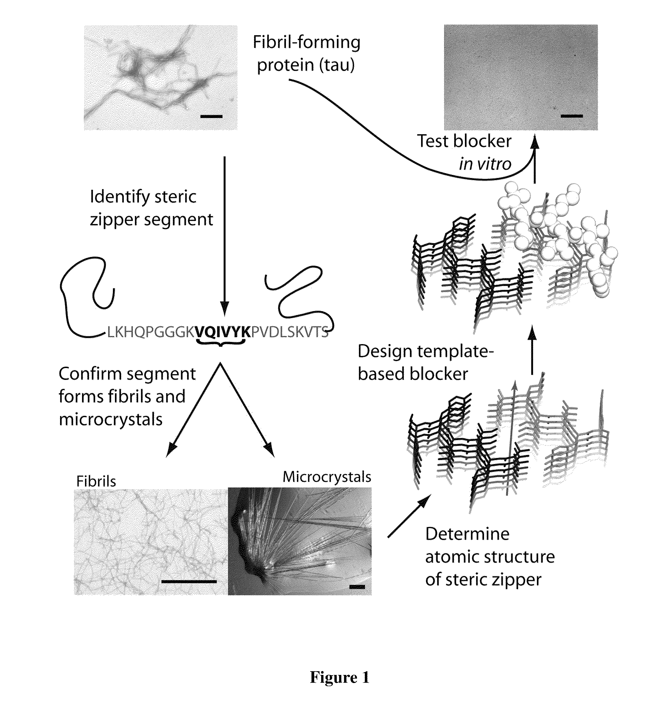 Structure-based design of peptide inhibitors of amyloid fibrillation