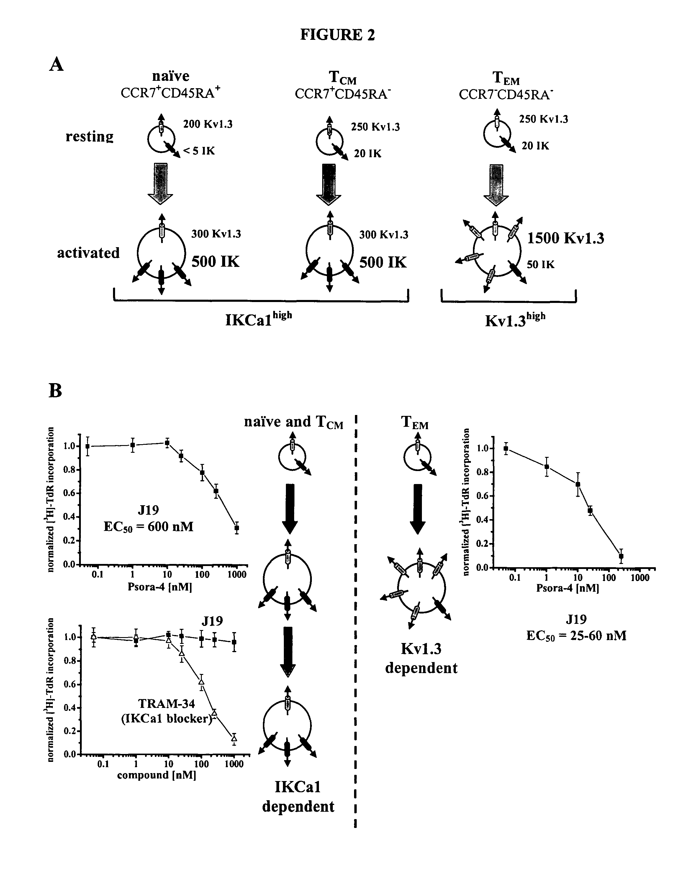 Substituted 5-alkoxypsoralens as inhibitors of potassium channel activity in lymphocytes and other cells