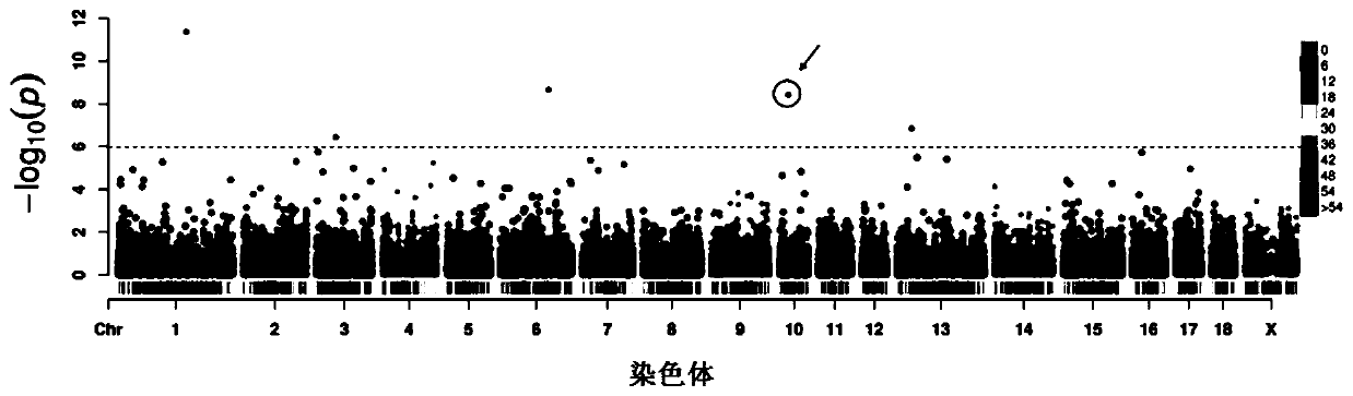 SNP marker related to growth speed of pigs and application of SNP marker