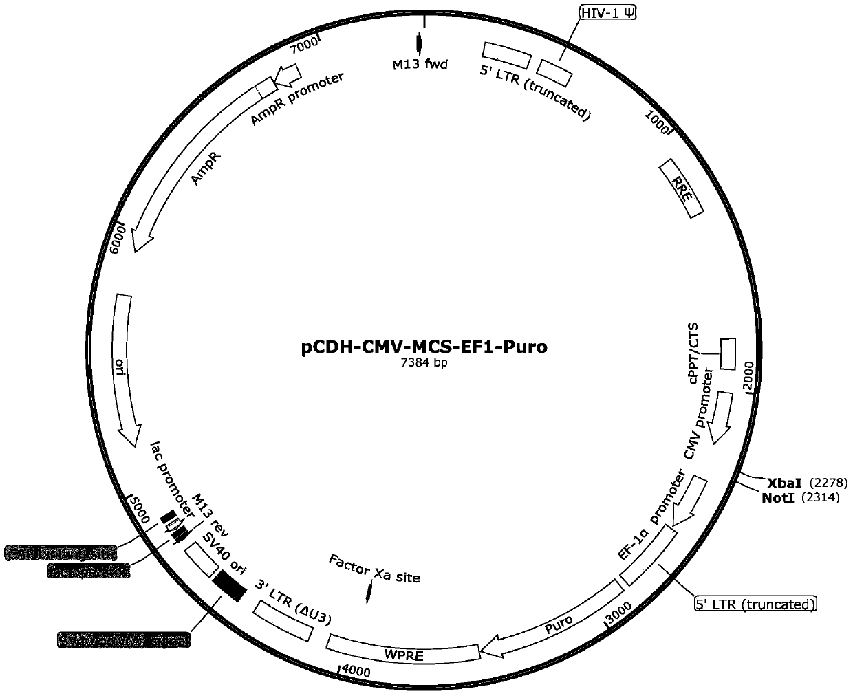 A lentiviral vector expressing exosome markers and its construction method and application