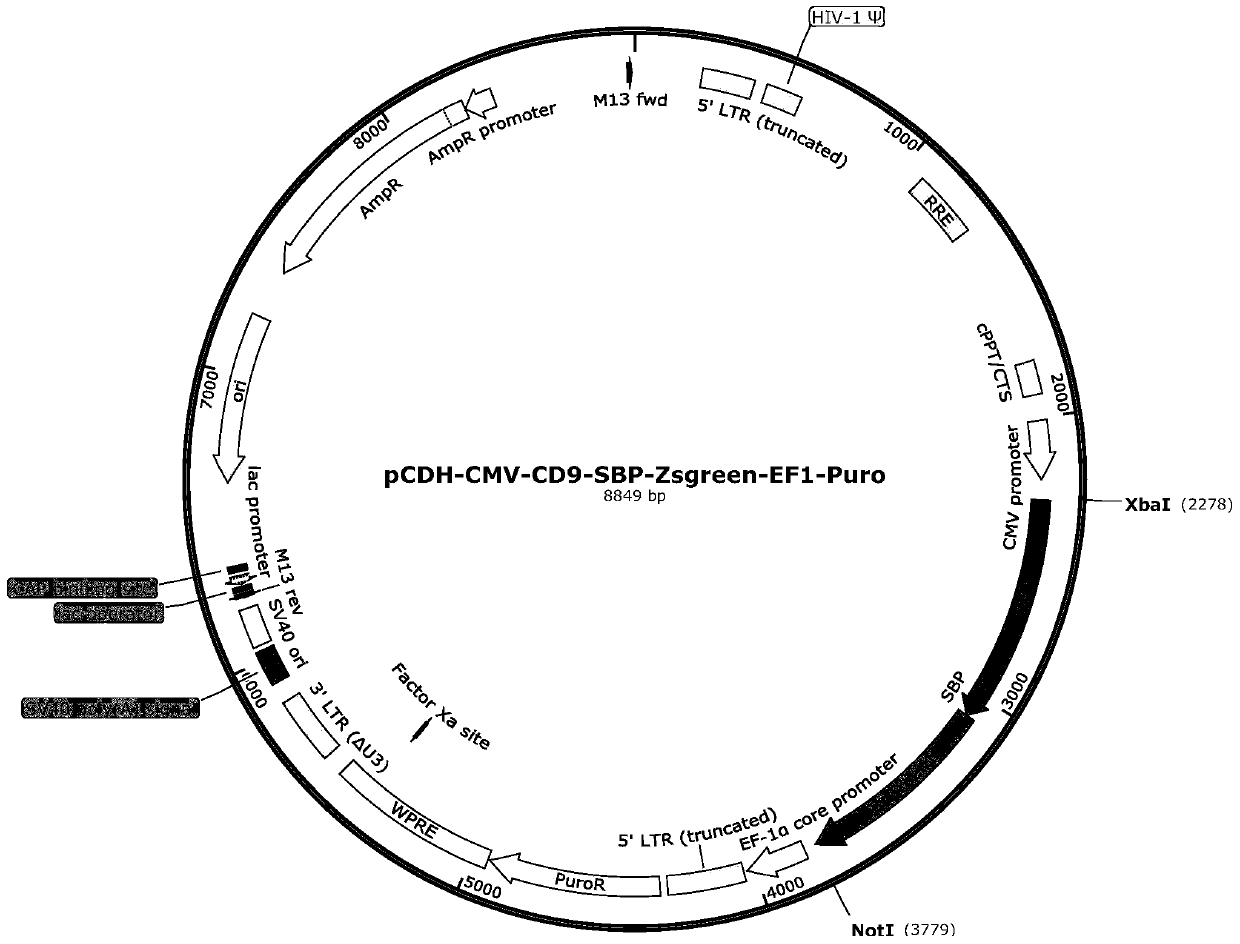 A lentiviral vector expressing exosome markers and its construction method and application