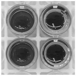 Escherichia coli kit and identification method