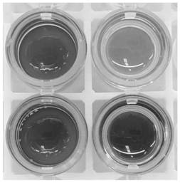 Escherichia coli kit and identification method