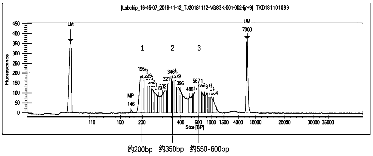 Library construction method applicable to cell line and animal tissue ATAC-seq sequencing technology