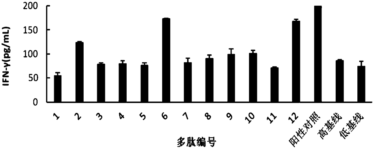 RFF2 cell