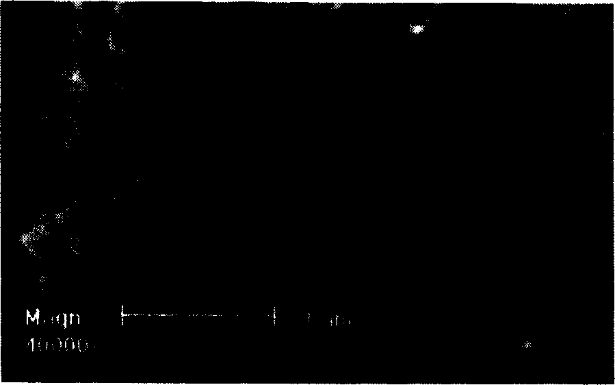 Method for preparing carbon nano-tube/poly L-cysteine composite modified glassy carbon electrode