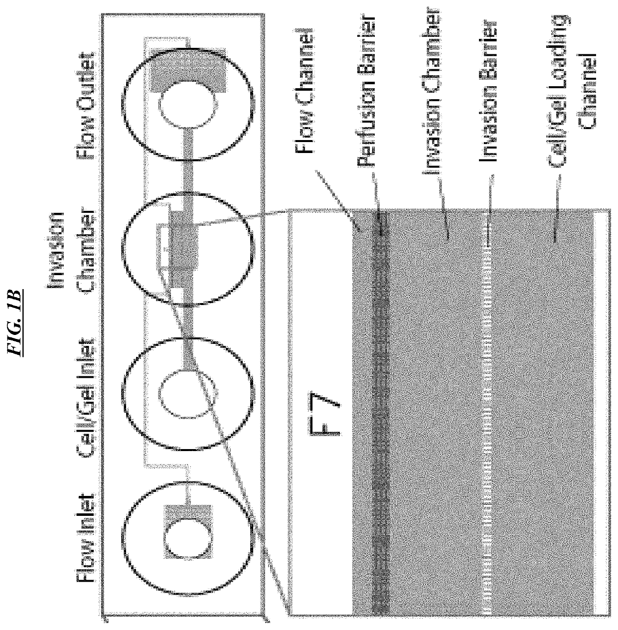 Cell culture and invasion assay method and system