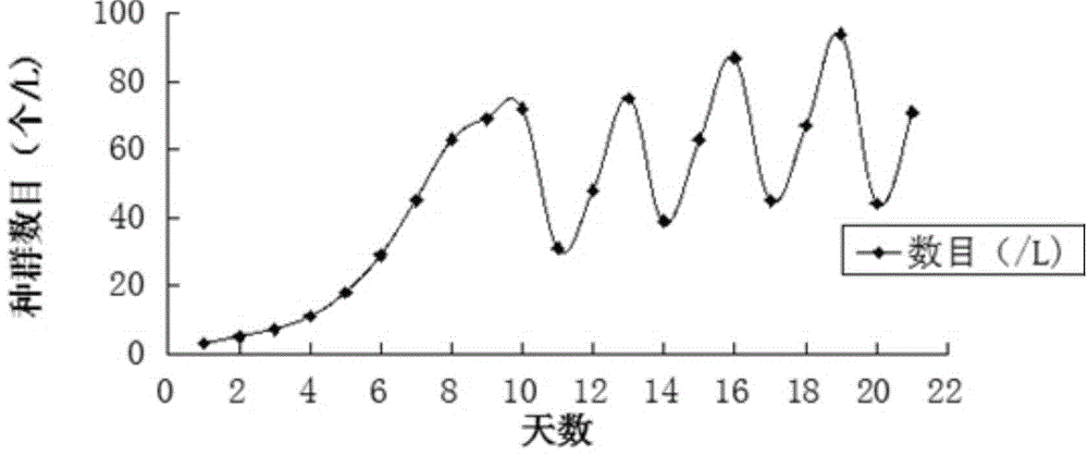 Screening purification and scale breeding method for thermocyclops