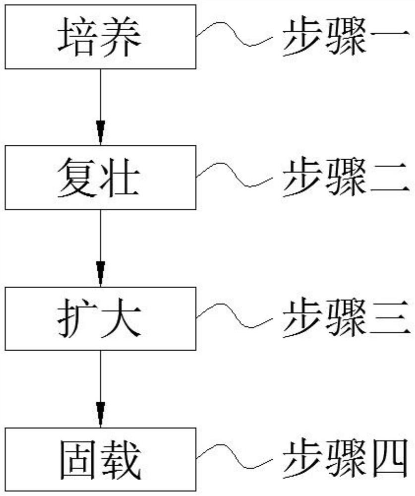 Preparation method of concrete repairing bacterial liquid