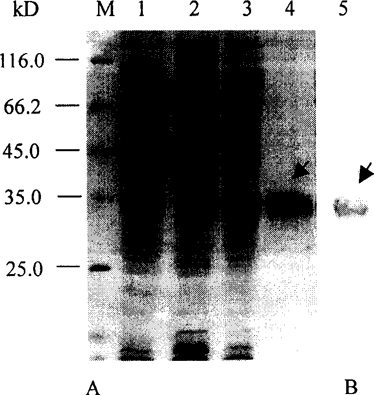 H7 subtype water flowling flu virus hemagglutin in antibody indirect ELISA kit