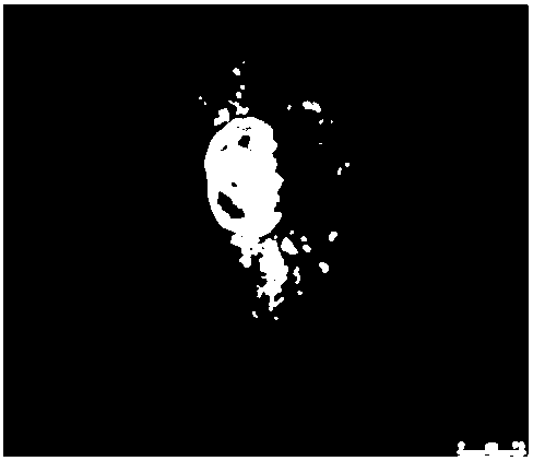 Heptamethine cyanine active fluorescent probe and preparation method and application thereof