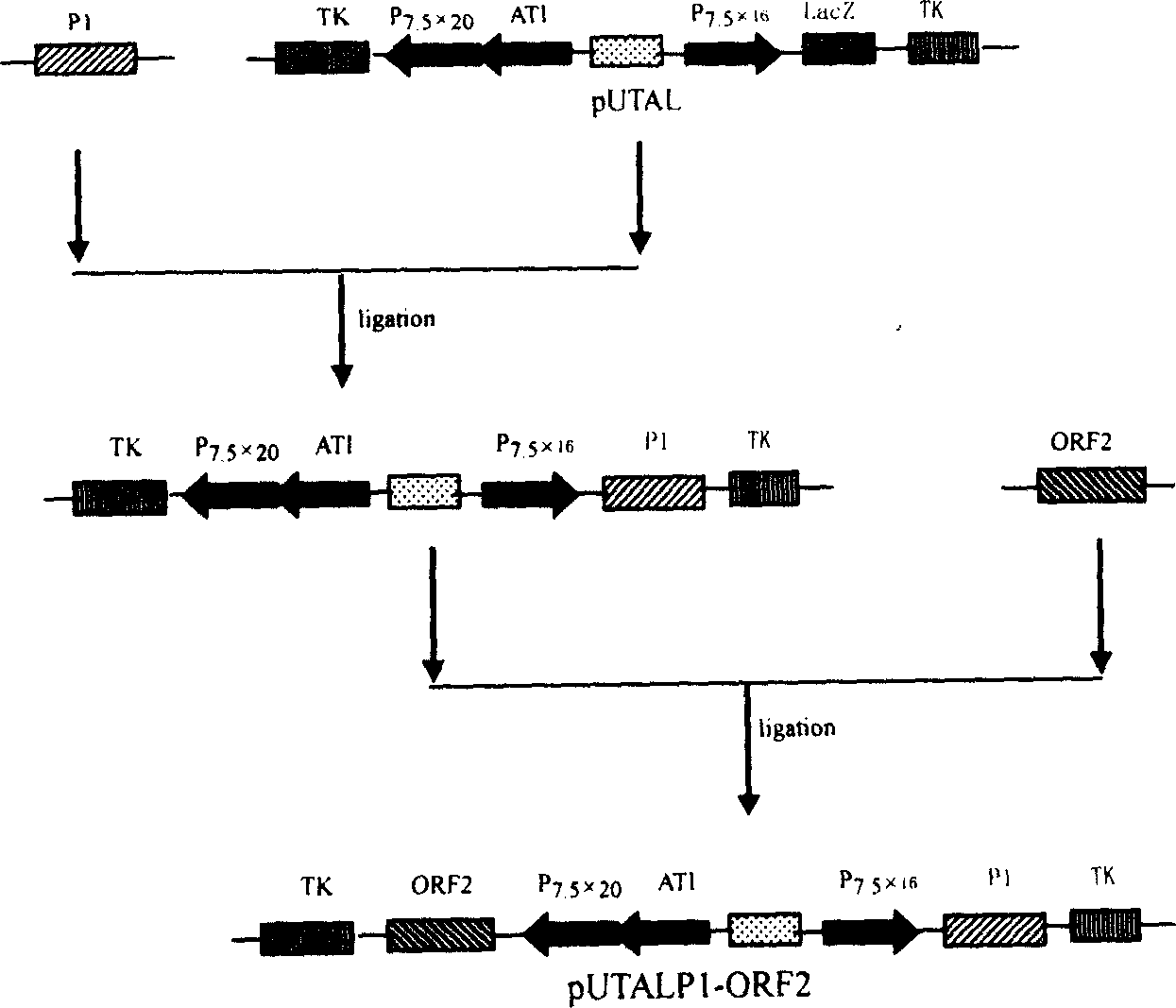 Bi-recombinant active carrier vaccine of co-expression pig gyrate virus and foot and mouth disease virus