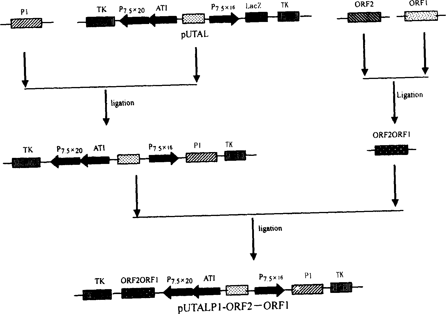 Bi-recombinant active carrier vaccine of co-expression pig gyrate virus and foot and mouth disease virus