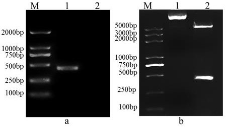 Perch rhabdovirus subunit vaccine and preparation method thereof