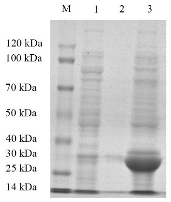 Perch rhabdovirus subunit vaccine and preparation method thereof