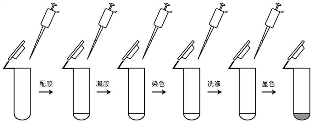 A Rapid Silver Staining Method for RCA Amplified Products