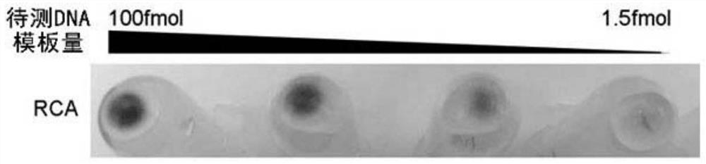 A Rapid Silver Staining Method for RCA Amplified Products