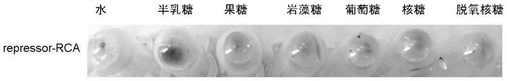 A Rapid Silver Staining Method for RCA Amplified Products