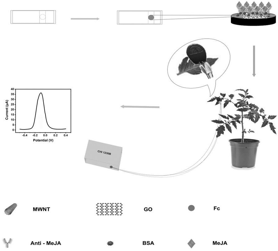 Plant methyl jasmonate in-situ detection method based on plate electrode biosensor