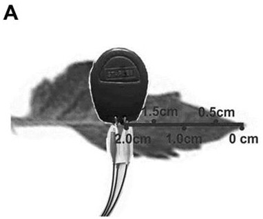 Plant methyl jasmonate in-situ detection method based on plate electrode biosensor