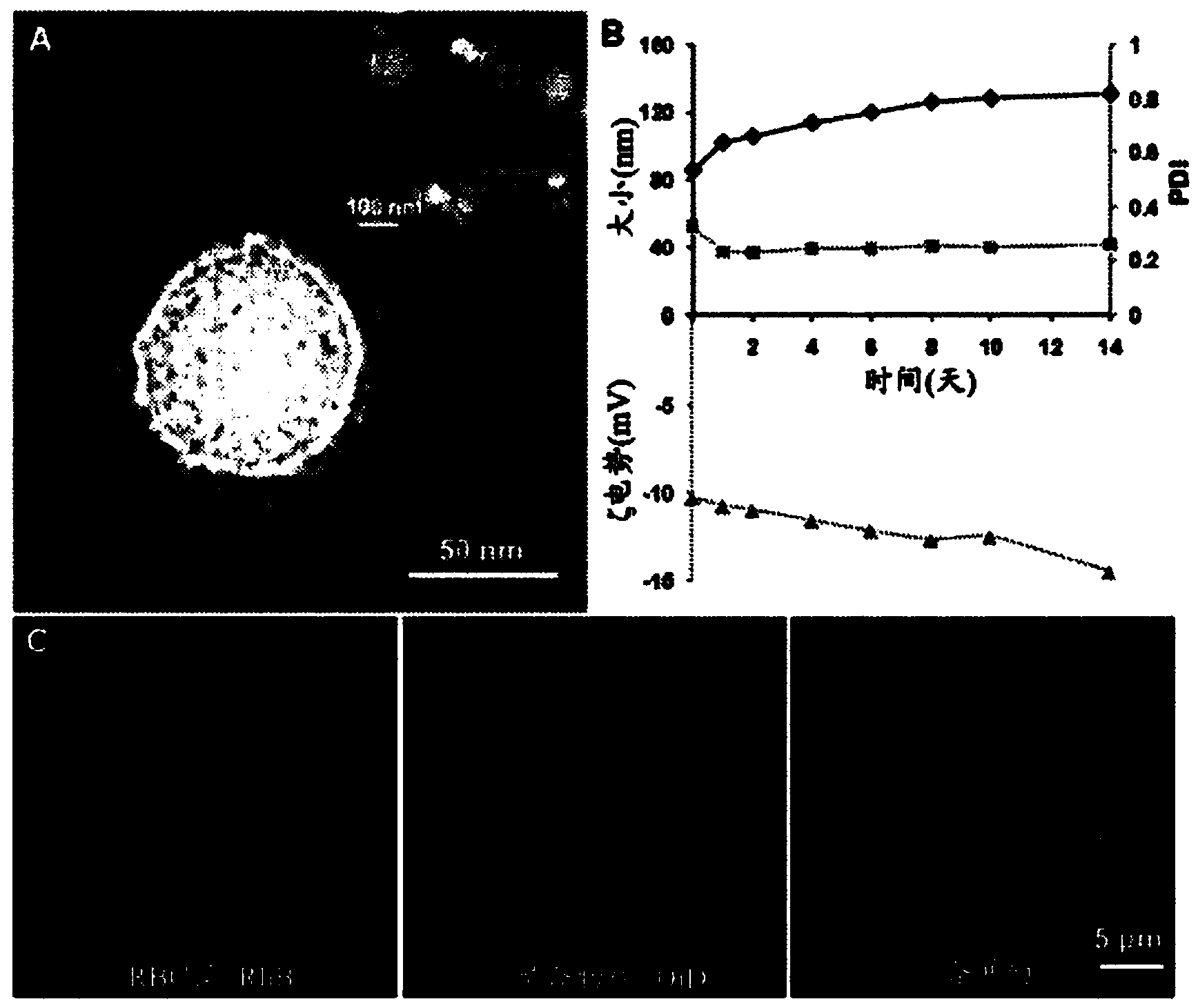 Membrane encapsulated nanoparticles and method of use