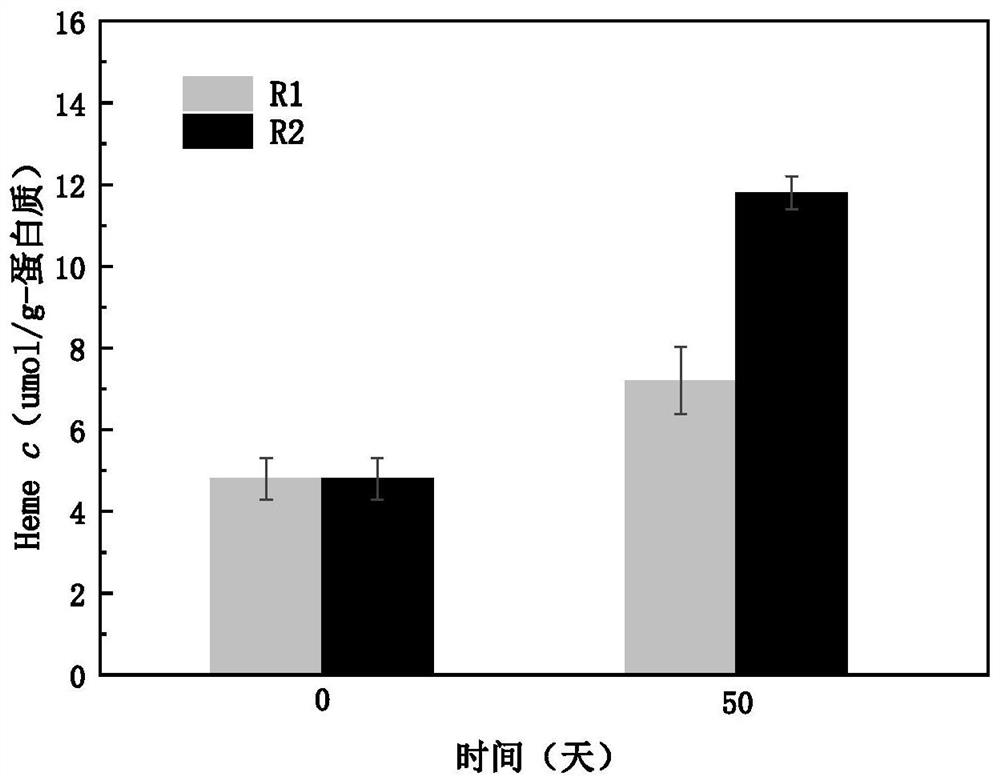 Method for enhancing anaerobic ammonia oxidizing bacteria culture and improving bacteria activity by using ferrous sulfide