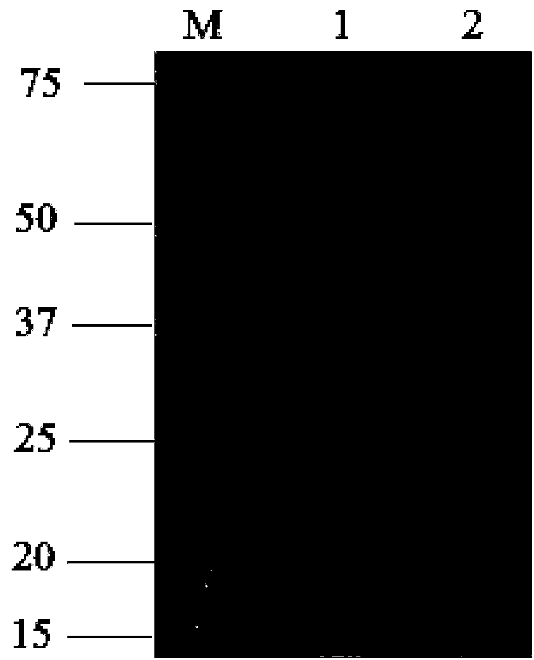 Low temperature alkaline pectinase mutant with improved specific activity and thermal stability