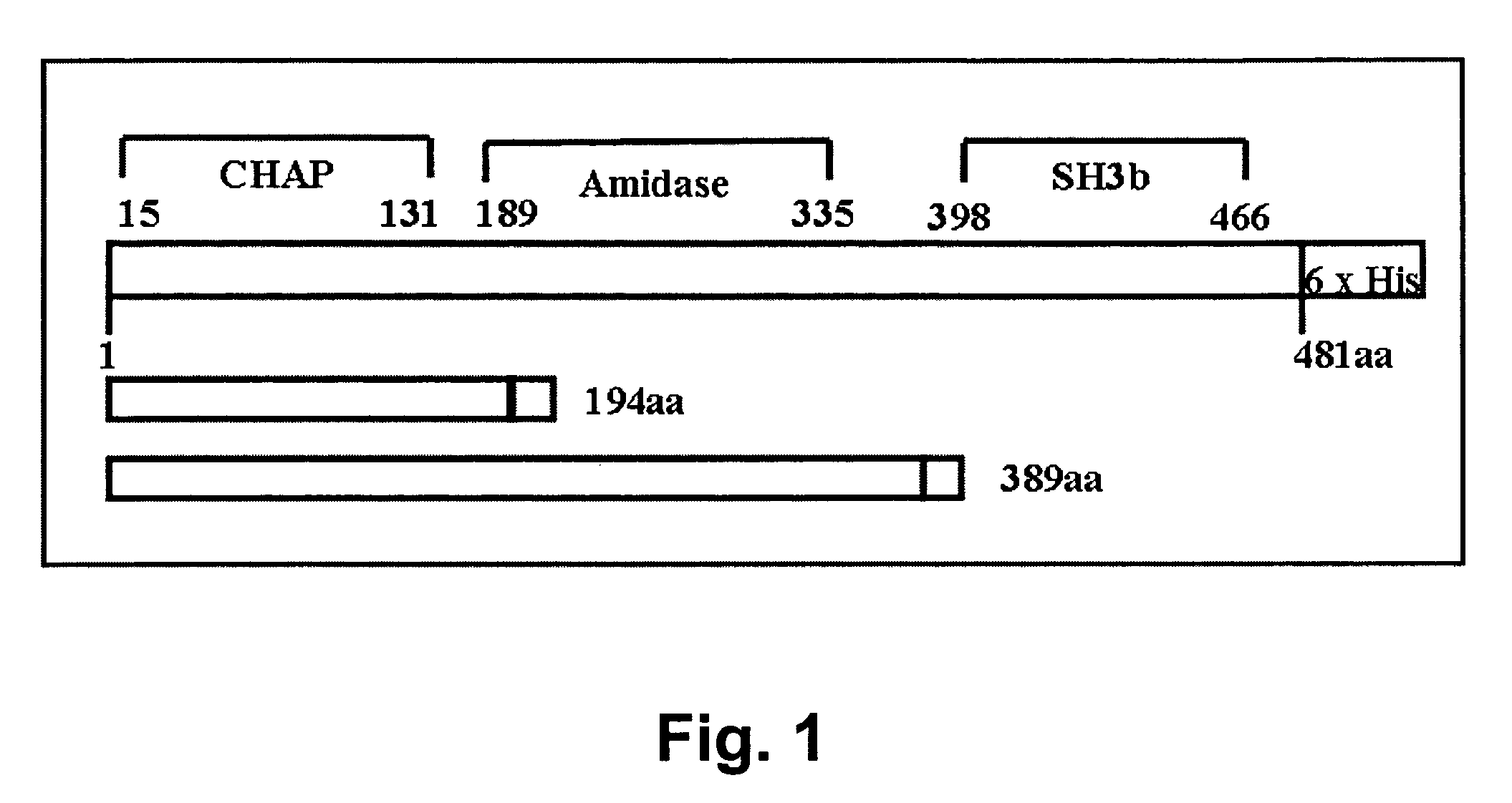 Specific lysis of staphylococcal pathogens by bacteriophage phi11 endolysin