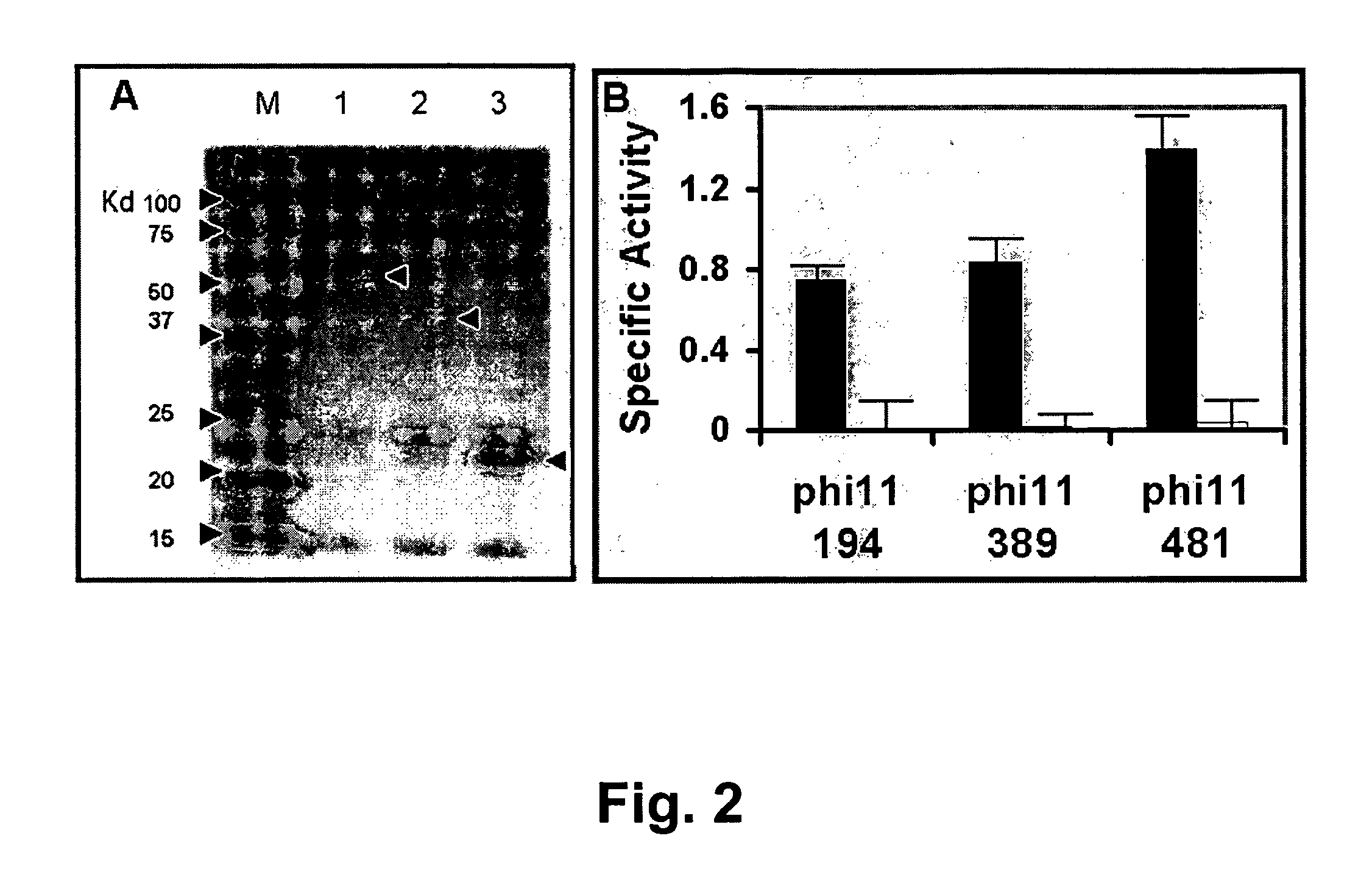 Specific lysis of staphylococcal pathogens by bacteriophage phi11 endolysin