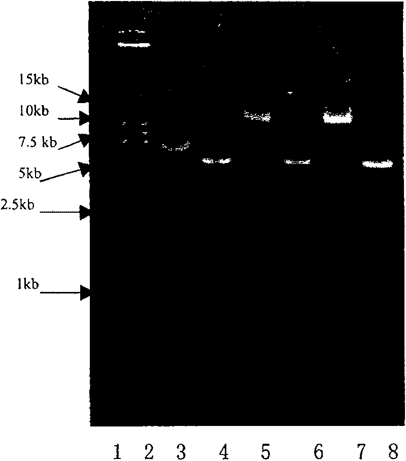 Anti-HER2 single-chain antibody-cefuroxime sodium enhanced fusion protein HER2(Fv-LDM)