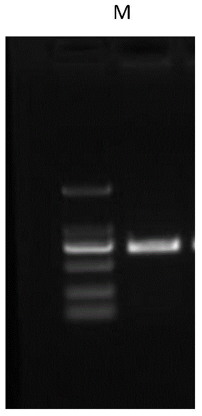 Tobacco recessive PVY (Potato Virus Y) resistance gene eIF4E-1 and application thereof