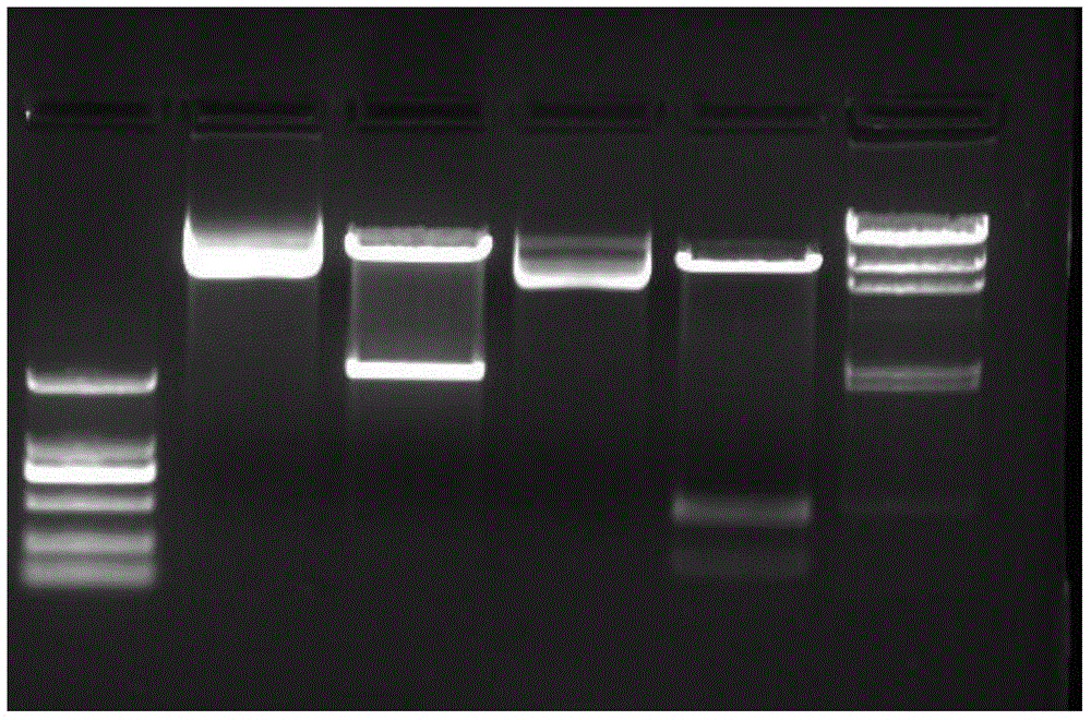 Tobacco recessive PVY (Potato Virus Y) resistance gene eIF4E-1 and application thereof