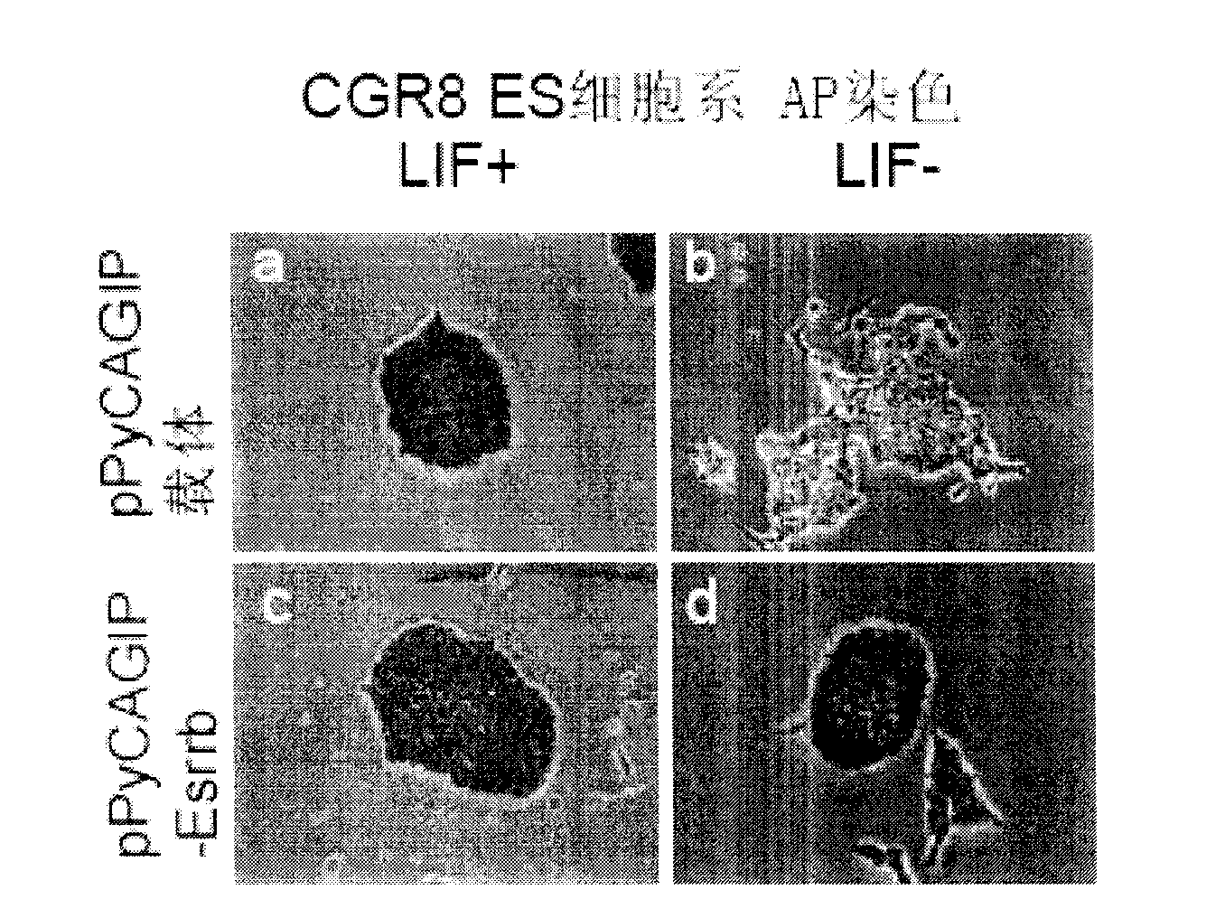 Uses of estrogen correlated acceptor 2 in maintaining versatility of mouse embryo stem cell