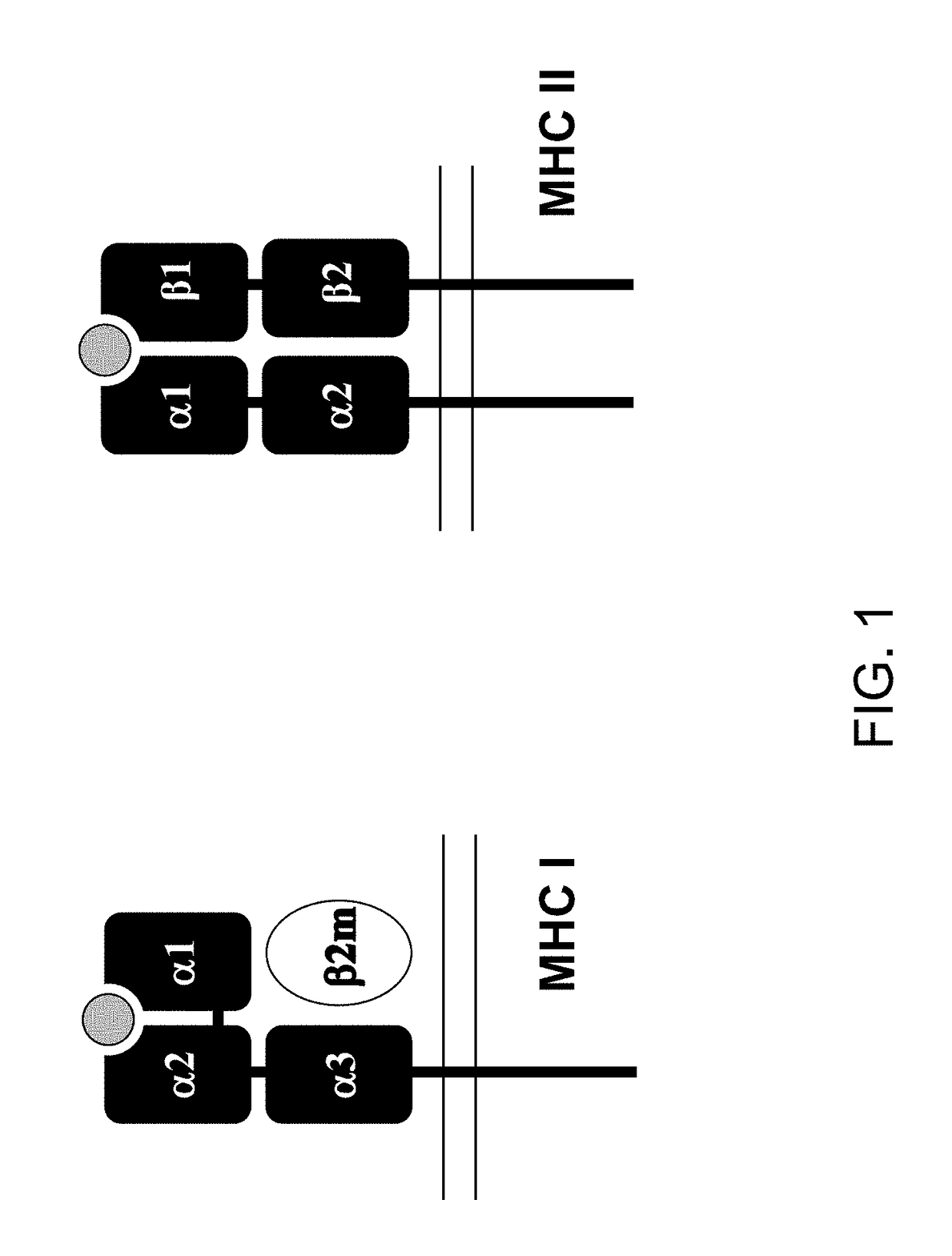 Genetically modified major histocompatibility complex mice