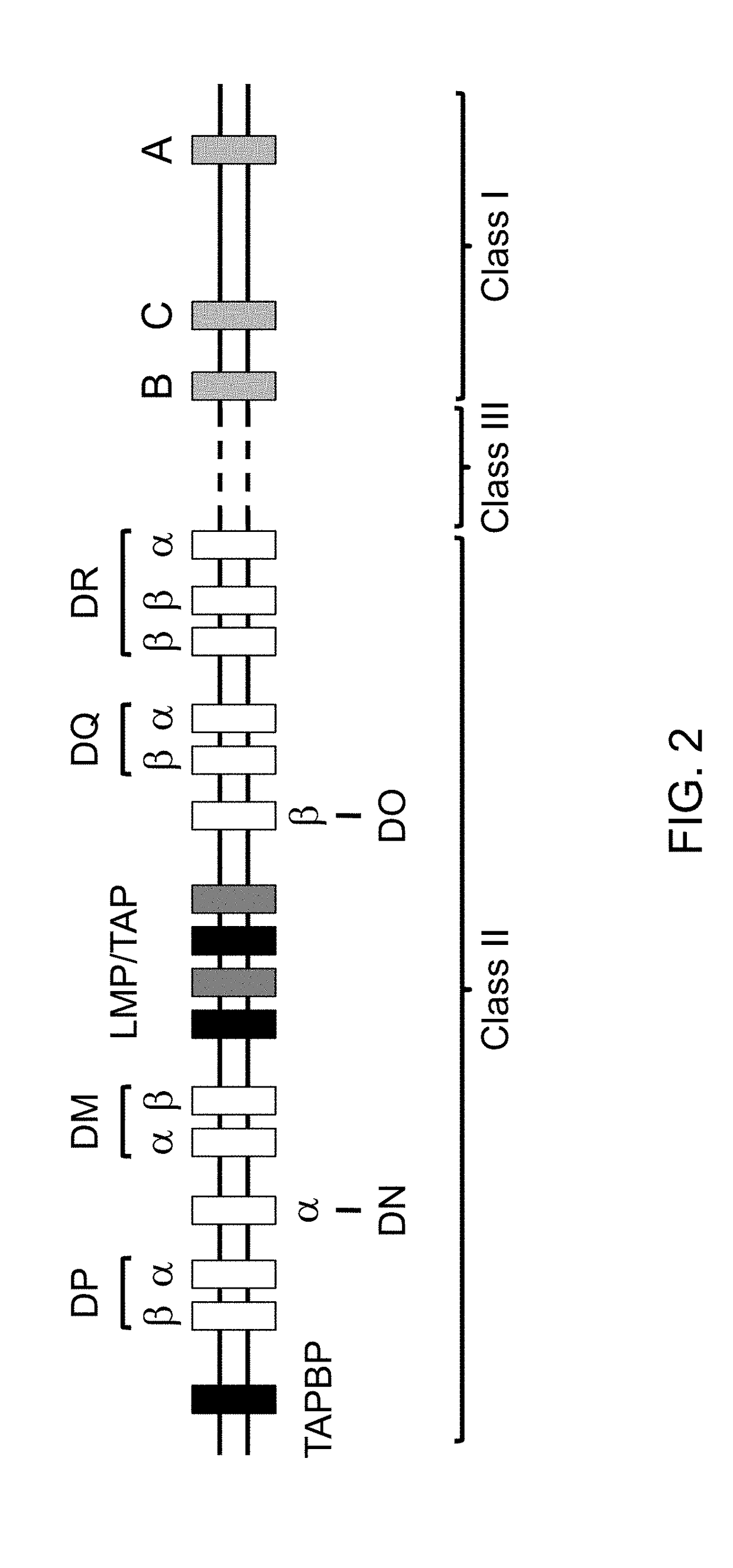 Genetically modified major histocompatibility complex mice