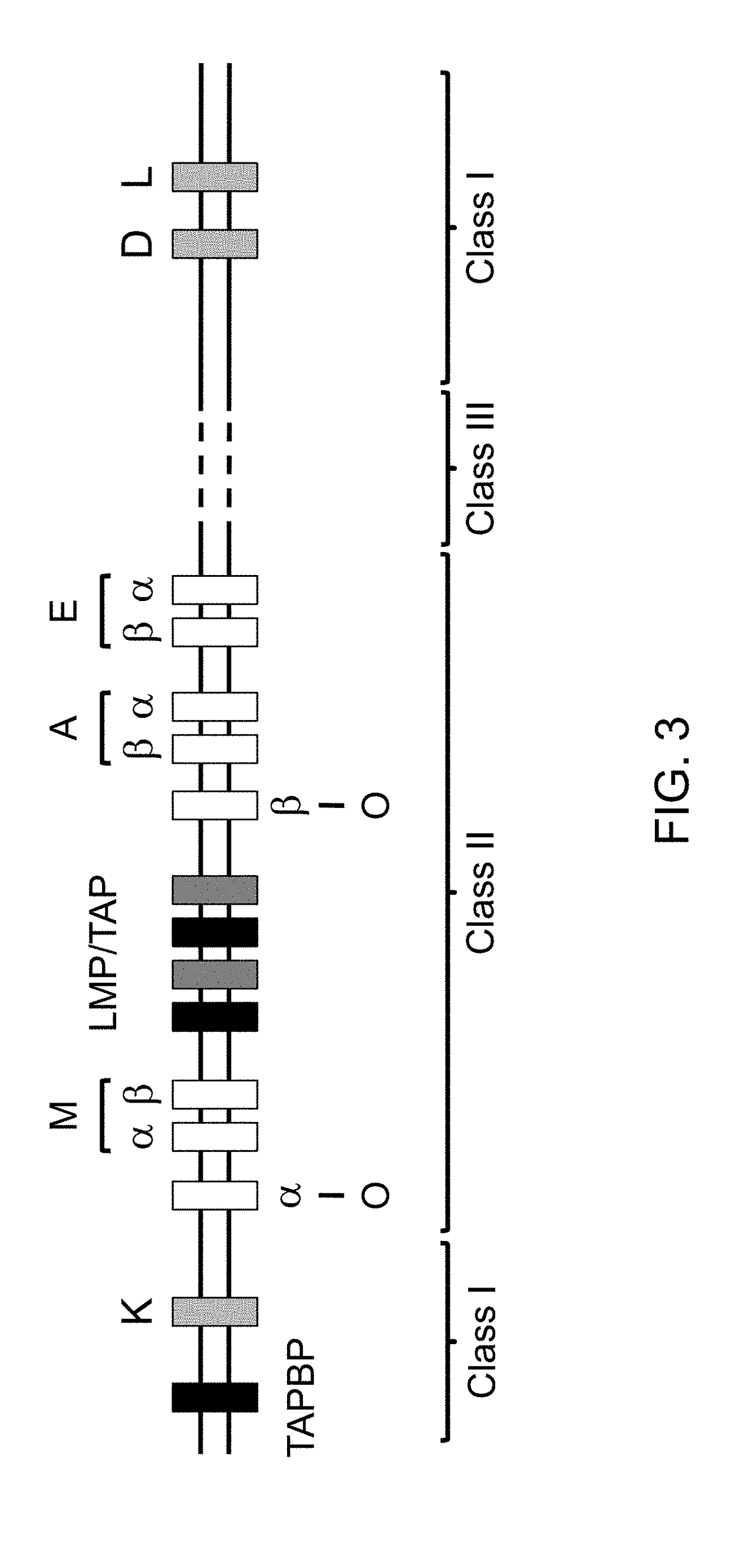 Genetically modified major histocompatibility complex mice