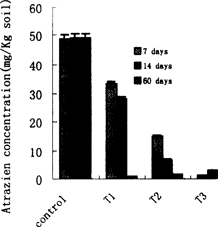 Triazine herbicide residual degrading strain and strain therefrom