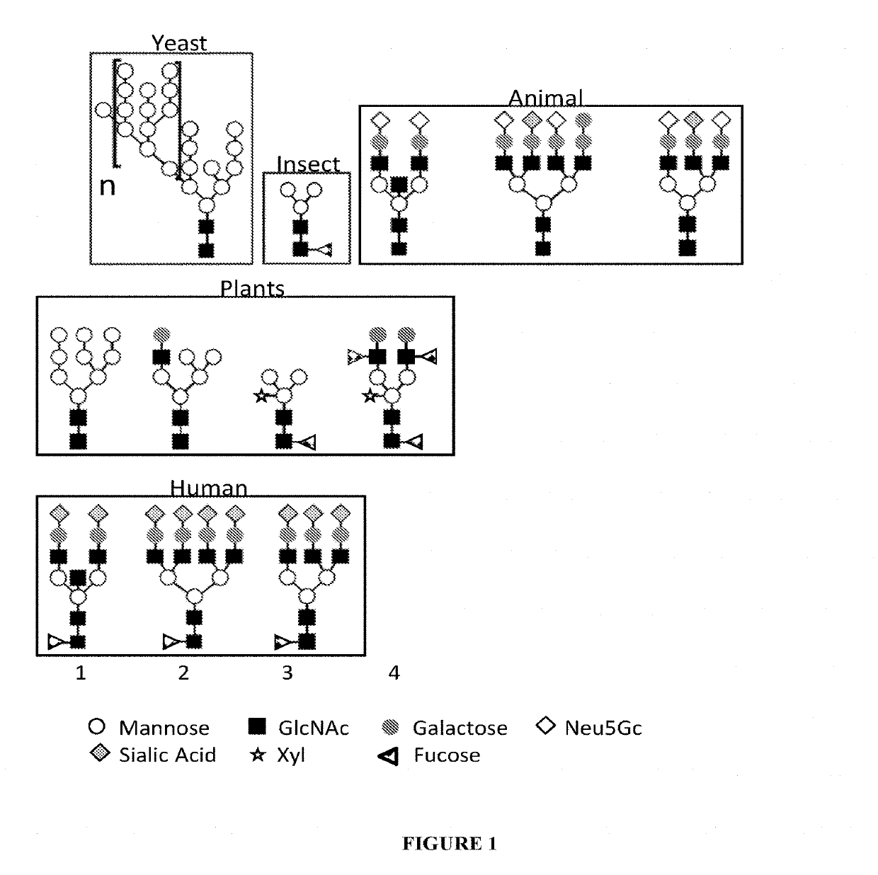 Expression of modified glycoproteins and glycopeptides