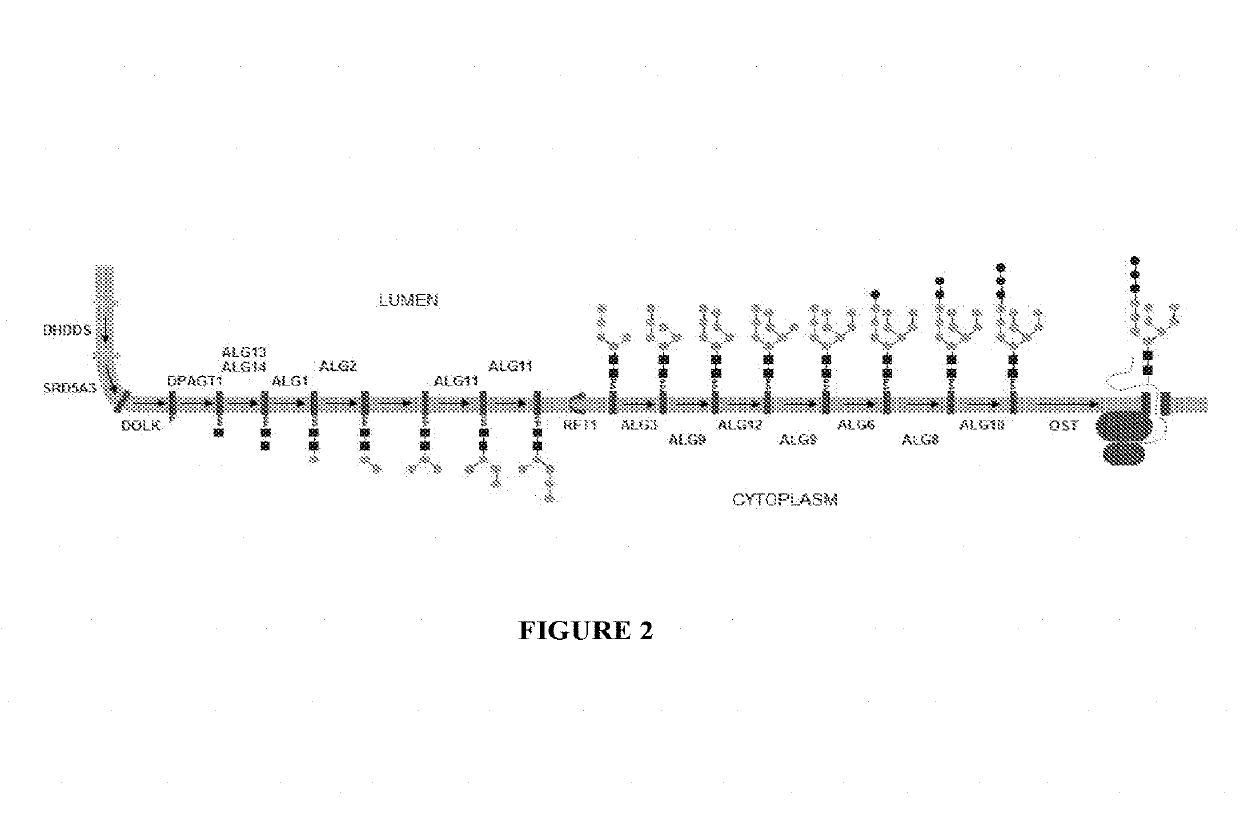 Expression of modified glycoproteins and glycopeptides