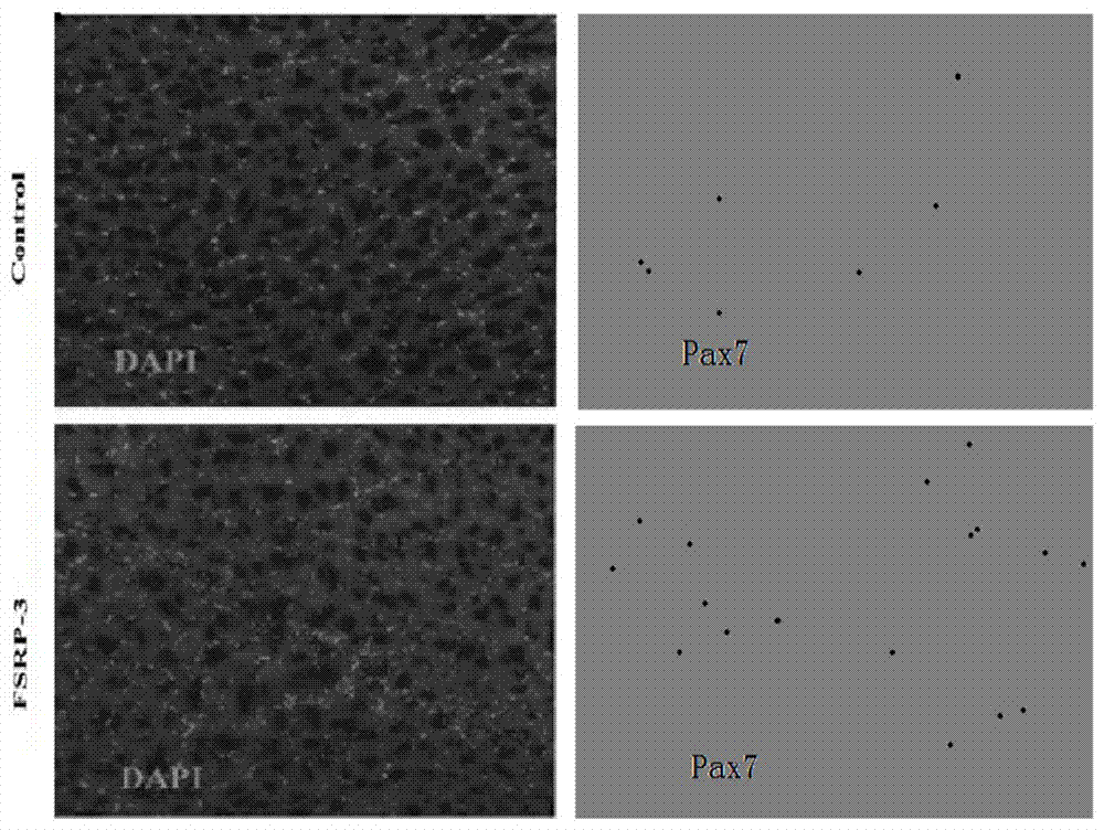 Application of grass carp FSRP-3 to culture medium and special culture medium for grass carp muscle satellite cells