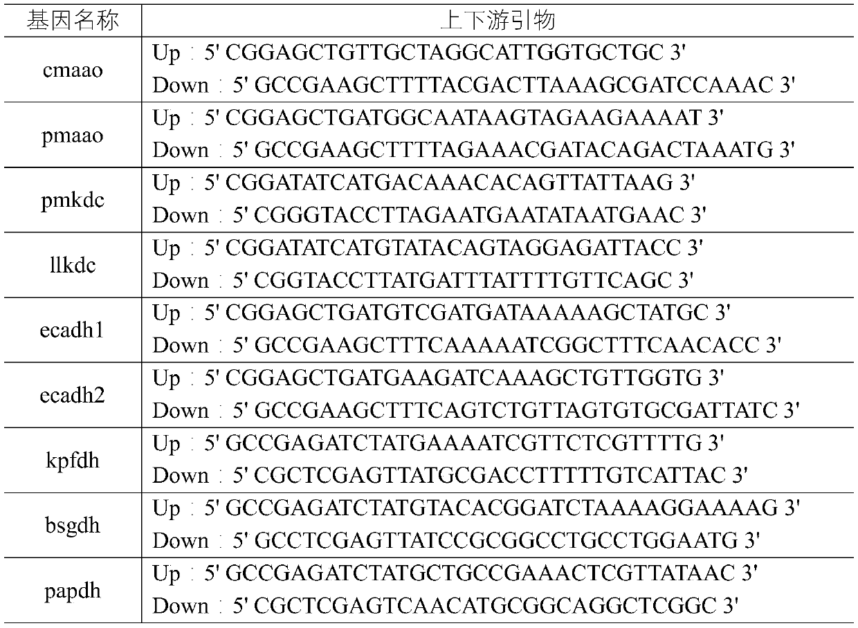 A kind of engineering bacteria and its application