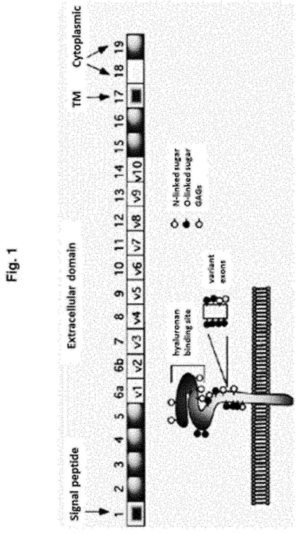 Cd44 binding peptides